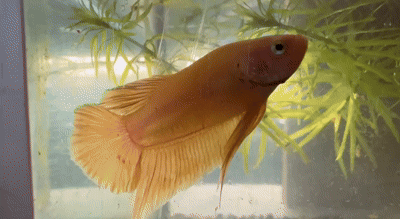 DYQ50373 - ORNAMENTAL FISH CULTURE