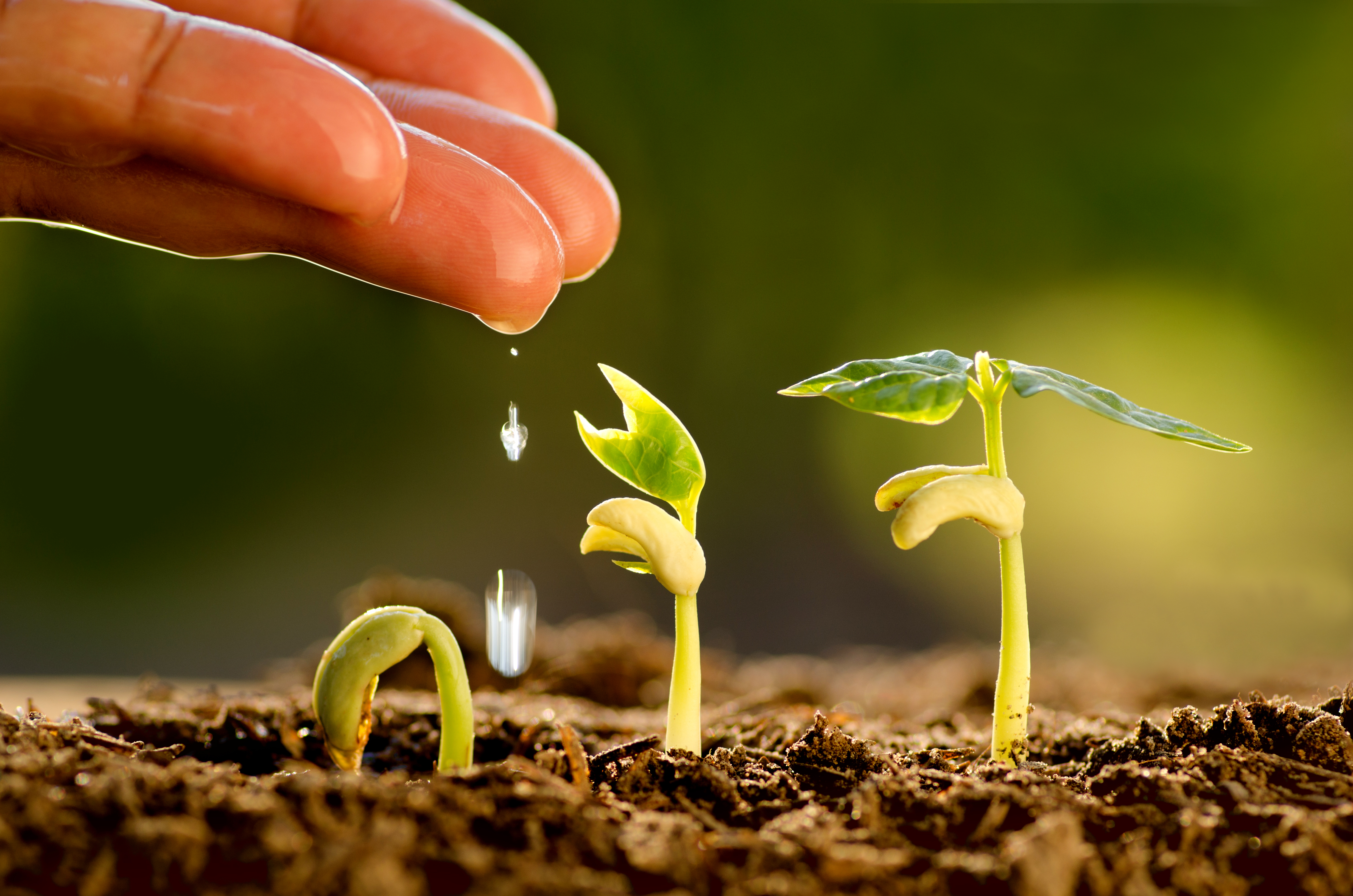 DYA20274 - CROP PRODUCTION SYSTEM
