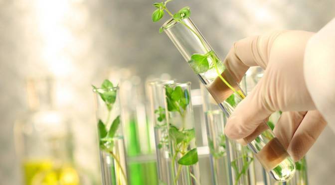DYA40343: PLANT TISSUE CULTURE