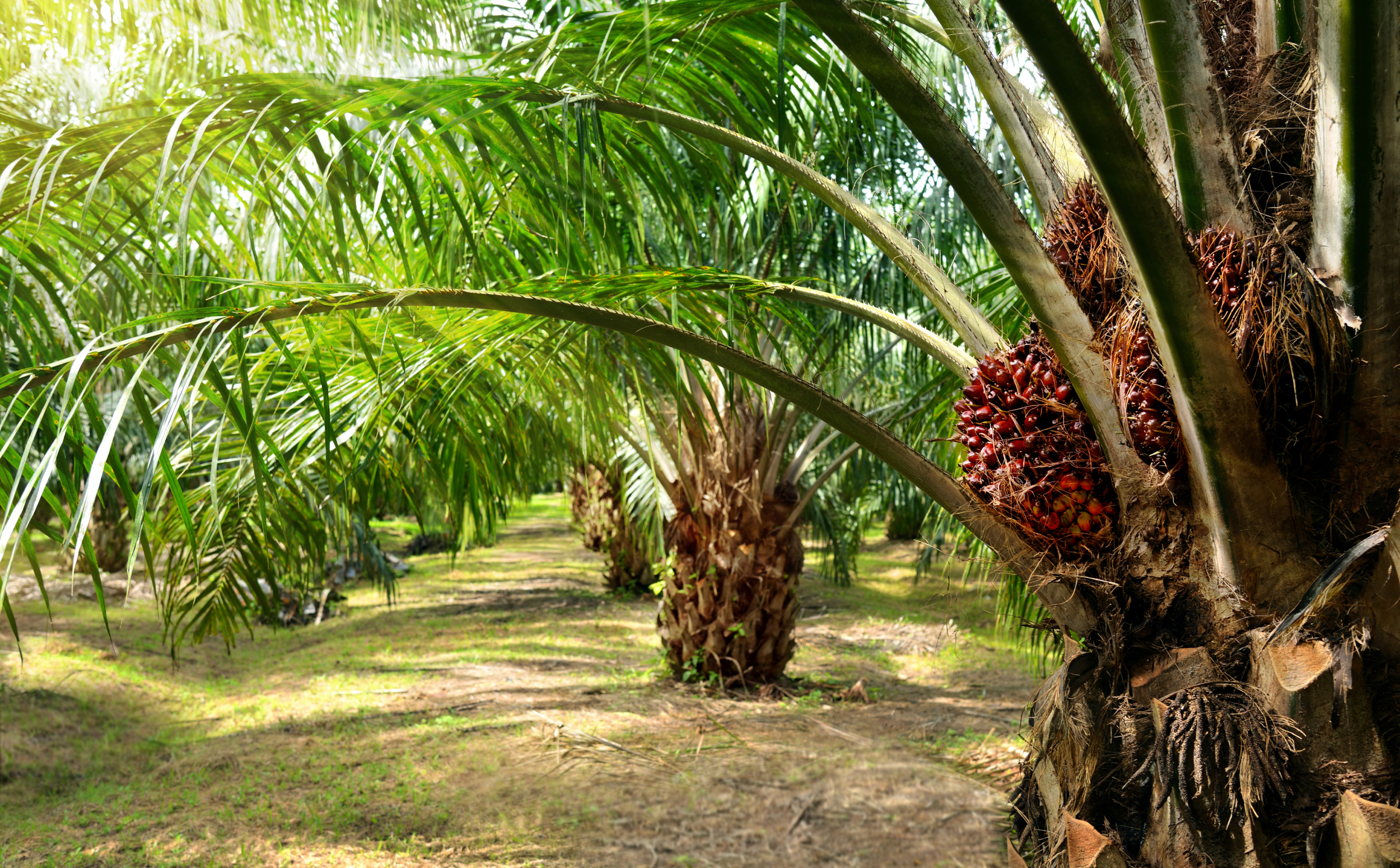 DYA40363 : INDUSTRIAL CROP PRODUCTION SYSTEM