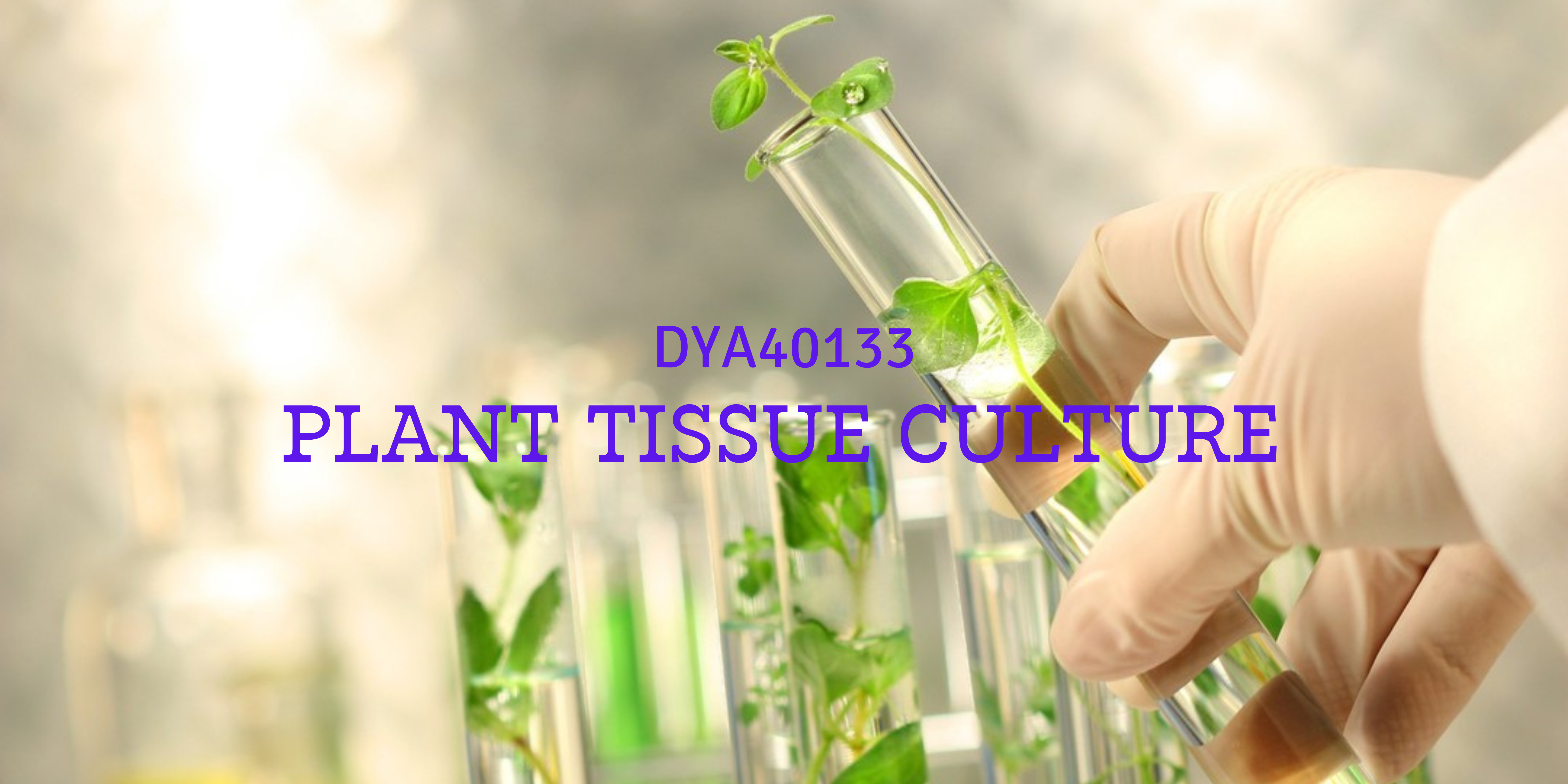 DYA40133 - PLANT TISSUE CULTURE