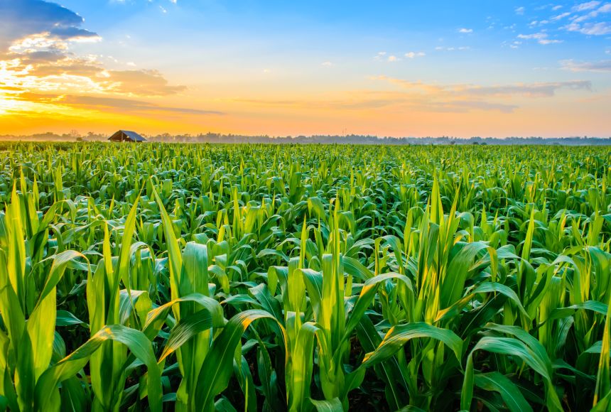 crops-growing-in-thailand.jpg