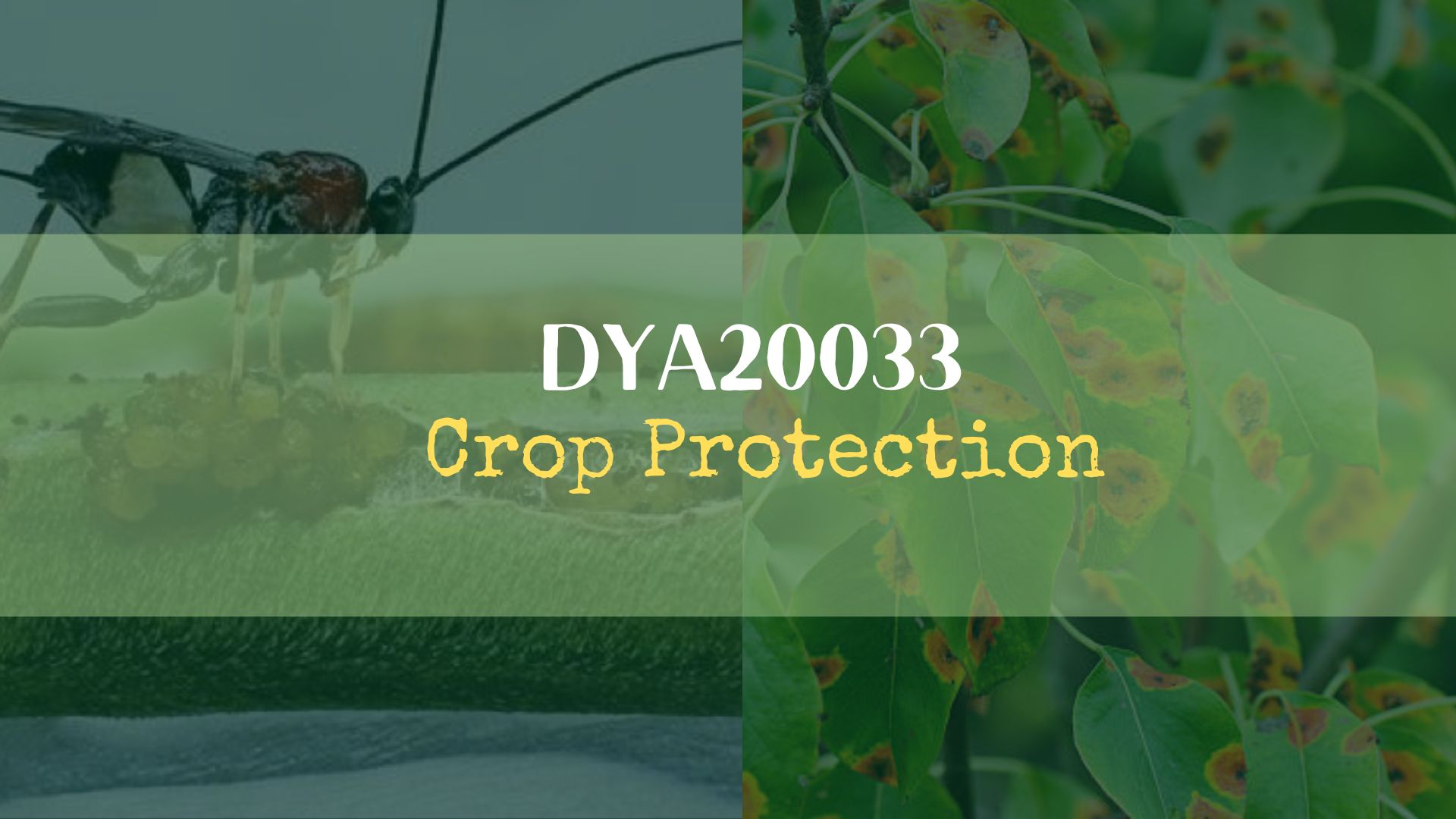 DYA20033 - CROP PROTECTION